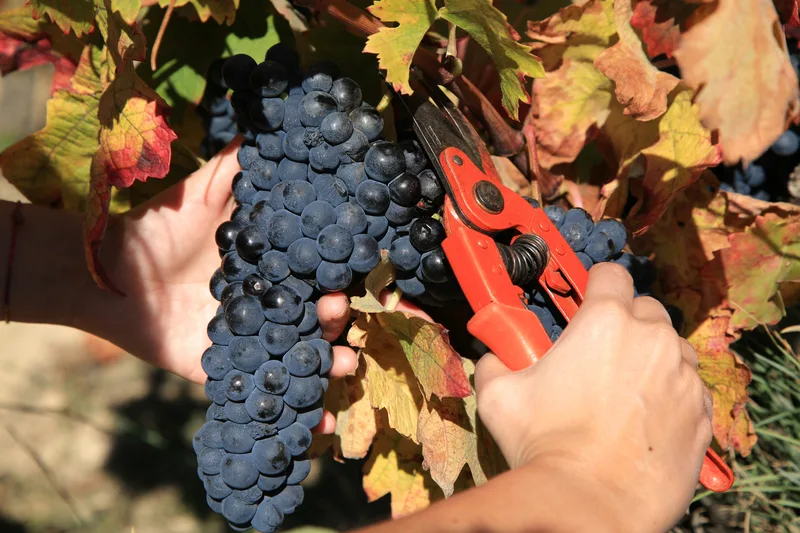 Händer skördar tempranillo med sekatör